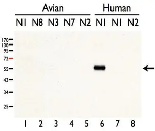 Anti-Avian Influenza A virus H5N1 NA (Neuraminidase) antibody used in Western Blot (WB). GTX127984